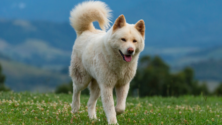 秋田犬