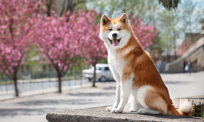 日本秋田犬