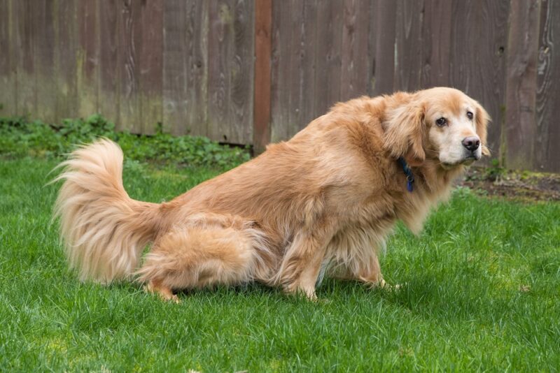 黃金獵犬尿尿