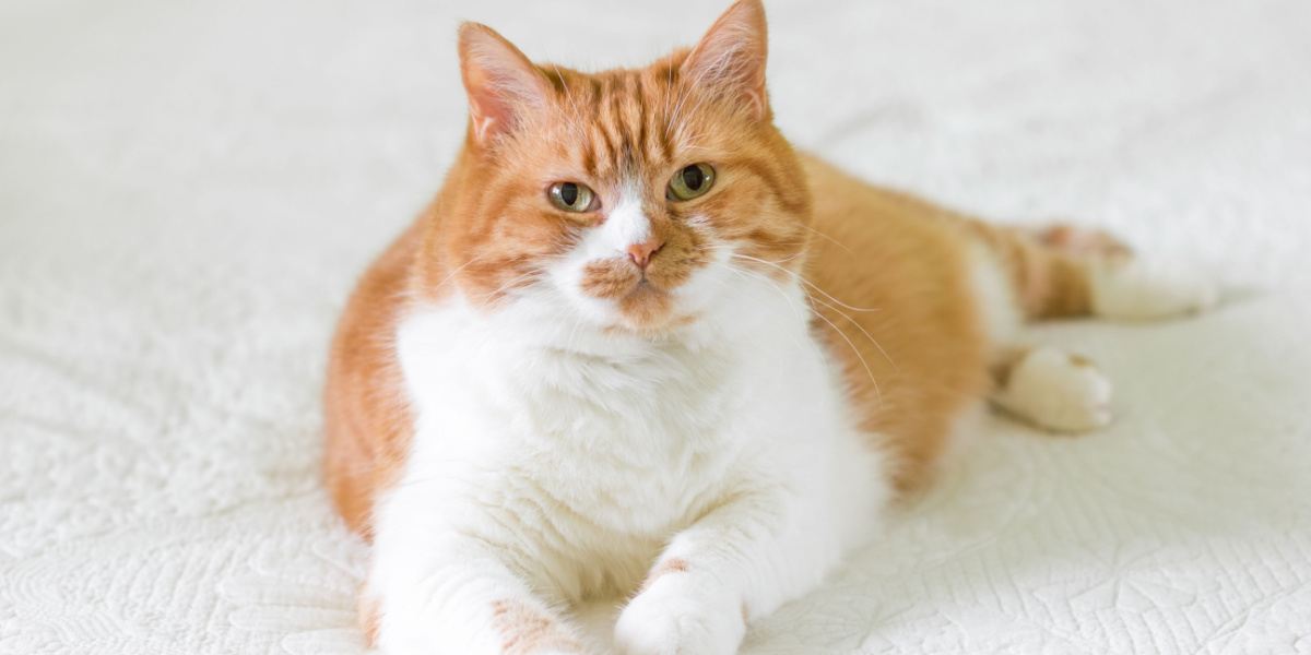 貓咪大胃王怎麼辦？獸醫推薦的 9 個減重與餵食指南