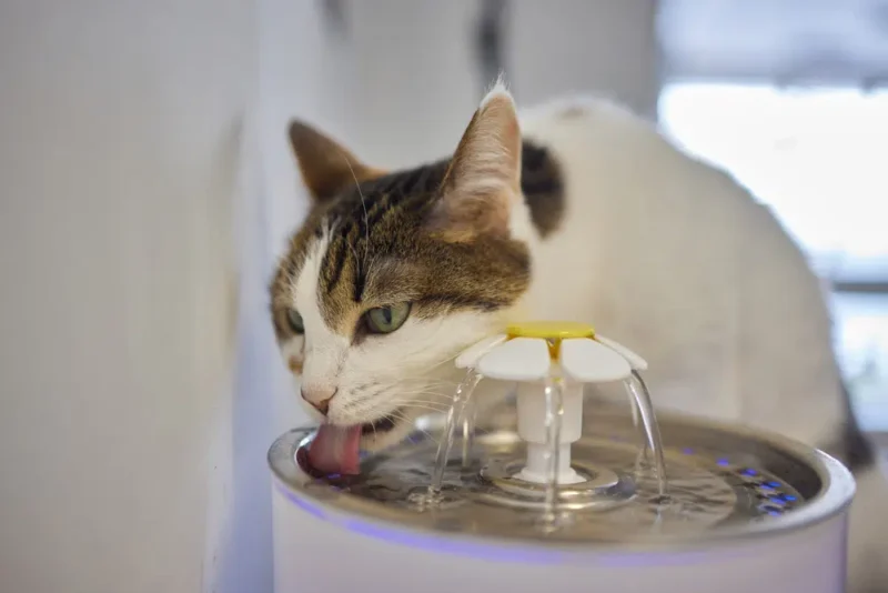 貓咪從貓飲水器喝水