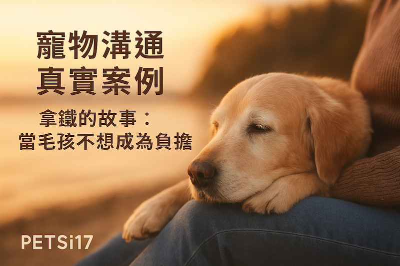 【寵物溝通】拿鐵的故事:毛孩讀懂了主人的疲憊,選擇「不再是負擔」