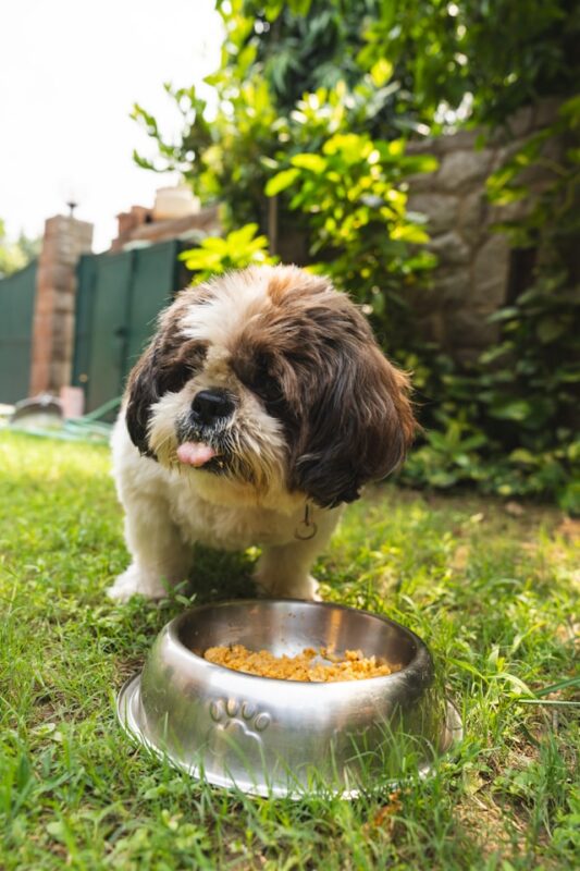 西施犬吃飯