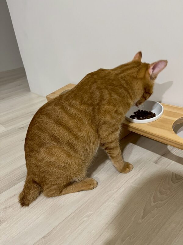 大福貓吃飼料