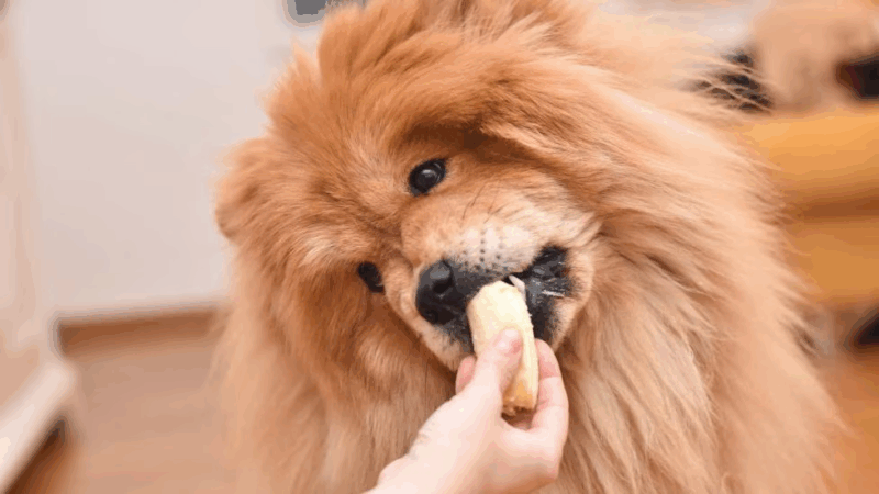 狗狗可以吃香蕉嗎