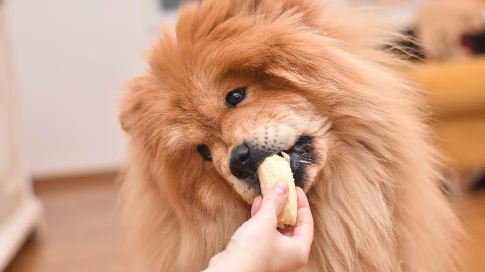 狗狗可以吃香蕉嗎？