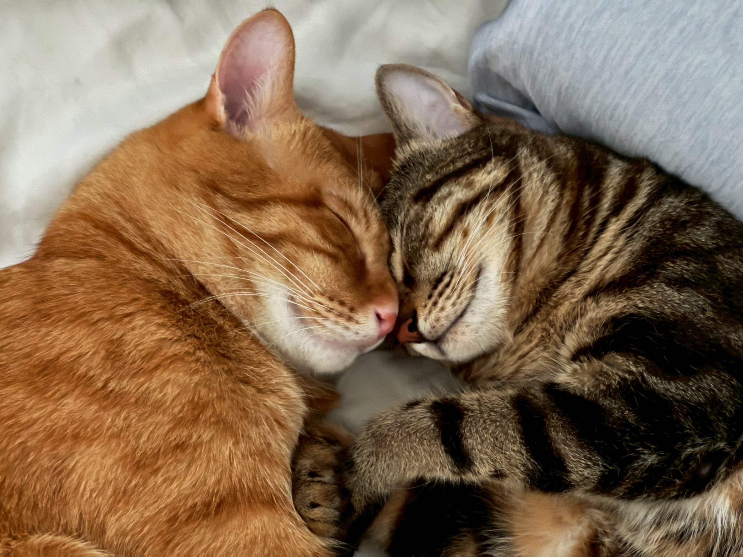 氣溫幾度對貓咪來說算是「太冷」？