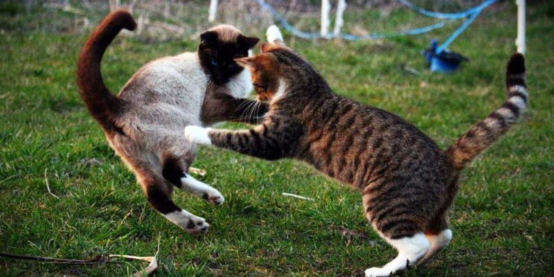 為什麼我的貓咪不喜歡其他貓咪？