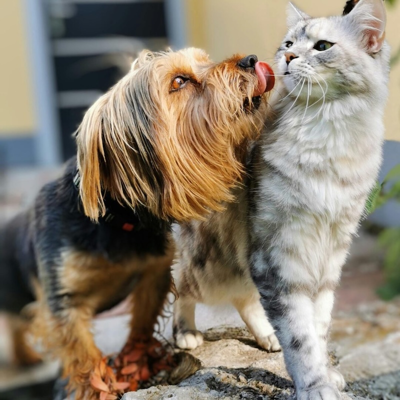 養狗狗或貓咪前一定要問自己的 10 個問題（確保你真的準備好了）