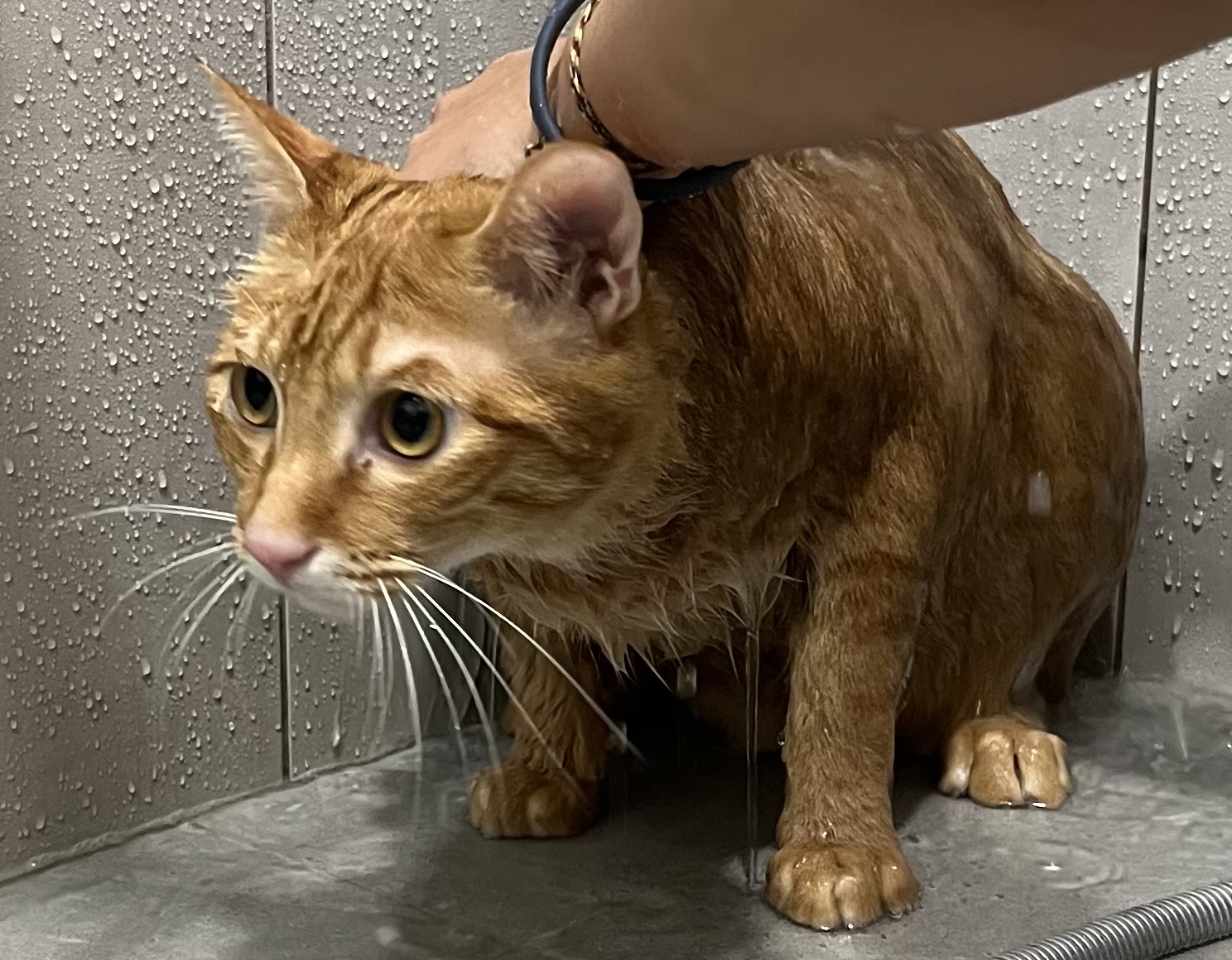 貓咪需要洗澡嗎？