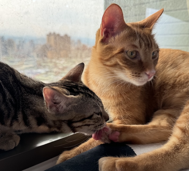 一隻棕色虎斑貓舔一隻橘色虎斑貓