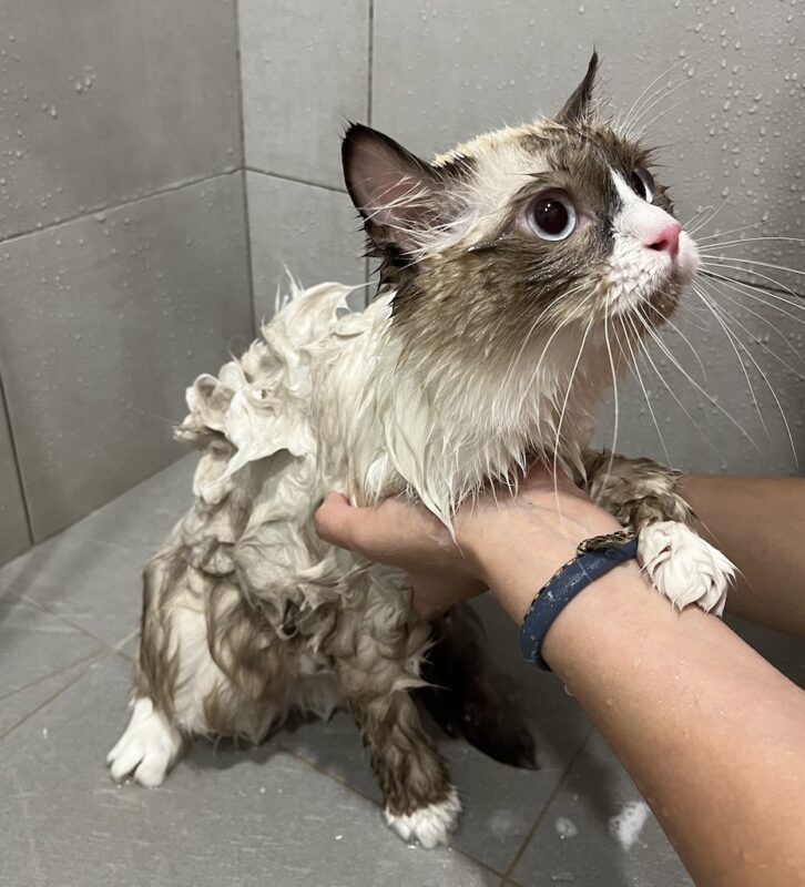 布偶貓洗澡