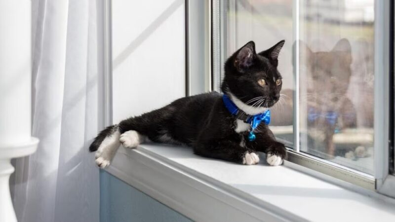 一隻孤獨的貓躺在窗台上，望著窗外