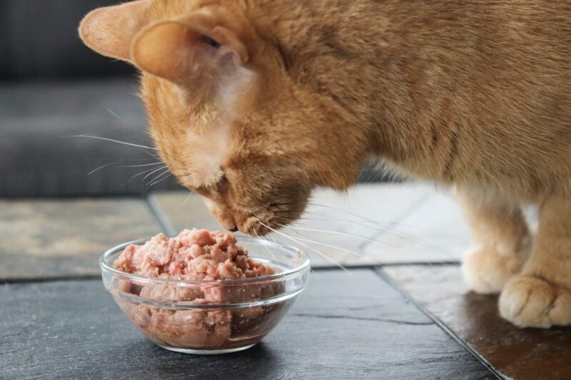 橘色米克斯貓吃飯