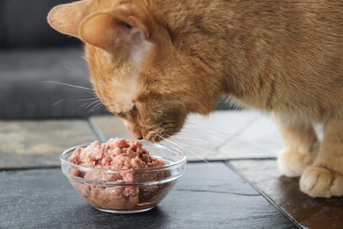 貓咪吃飯不嚼直接吐？帶你了解原因與應對方法