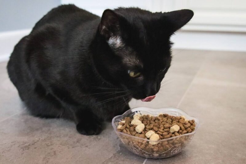 黑色米克斯貓吃飯
